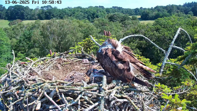 A large bird of prey, likely an eagle, is standing on the edge of its nest made of sticks and twigs, with a small chick lying in the nest nearby. The background features a lush, green forest with trees and rolling hills under a clear, sunny sky. The image is from a webcam feed with a timestamp reading "13-06-2025 Fri 10:58:43" at the top.