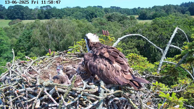 A large bird of prey, possibly an osprey, with brown feathers and a white head, stands on a nest made of sticks. The nest contains several young chicks. The background features lush green trees and a clear blue sky. The image is timestamped June 13, 2025, Friday at 11:58:47.