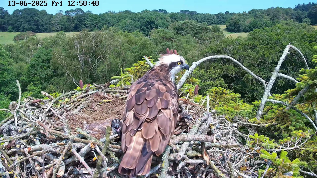 A hawk is perched on its nest made of twigs and branches, with two small chicks peeking out from underneath. The nest is situated among green foliage and trees, with a backdrop of a lush, forested landscape and a partly cloudy sky. The timestamp in the upper left corner indicates the date as June 13, 2025, at 12:58:48 PM.