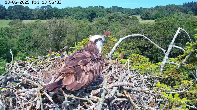 A wide view of a bird's nest in the treetops on a bright, sunny day. An osprey with brown and white feathers sits in the nest, looking to the right. The background features lush green trees, rolling hills, and a clear blue sky. The timestamp on the image reads "13-06-2025 Fri 13:56:33".