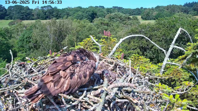 A bird of prey, likely an eagle, is sitting on its nest made of twigs and branches, surrounded by green foliage. The background features a lush, green landscape with trees and rolling hills under a clear sky. The image appears to be captured by a webcam, with a timestamp showing "13-06-2025 Fri 14:56:33" in the top left corner.