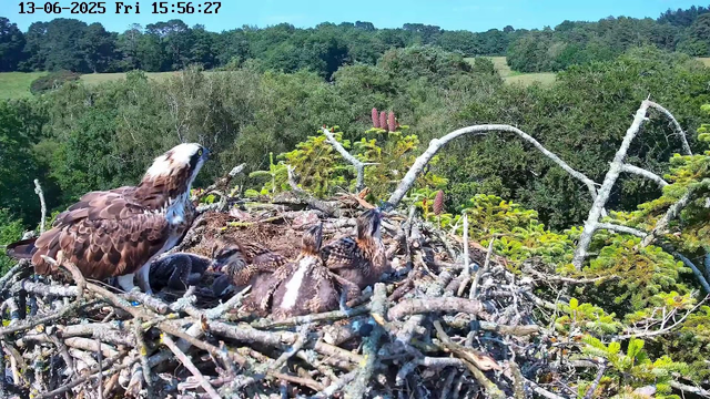A large adult bird of prey, likely an osprey, stands on the edge of its nest, which is made of twigs and branches. Several hatchlings are nestled in the nest, with some covered in down and others starting to develop feathers. The nest is high in a tree, overlooking a lush green landscape with dense foliage and trees, under a clear blue sky. The image has a timestamp in the top left corner showing the date as June 13, 2025, and the time as 15:56:27.