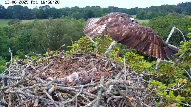 A bird of prey, possibly a hawk or falcon, is landing on a nest made of sticks and twigs high in a tree, overlooking a lush green landscape with dense foliage and trees in the background. There are hatchlings or chicks visible inside the nest. The image is timestamped June 13, 2025, at 16:56:28.