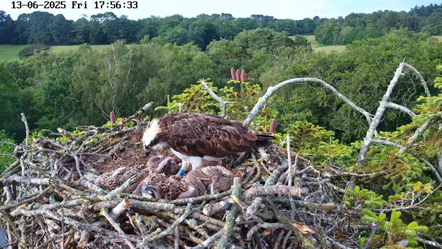 A hawk is sitting in its nest made of twigs, feeding its chick. The nest is high in the trees, surrounded by lush green foliage and distant rolling hills under a partly cloudy sky. The image includes a timestamp at the top showing the date "13-06-2025" and the time "17:56:33."