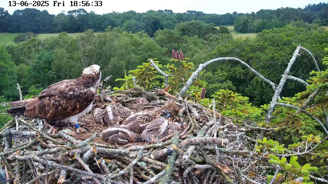 A mother bird, likely an eagle, stands on a nest made of twigs and branches, watching over several newly hatched chicks. The nest is high in a tree, surrounded by lush green forest and rolling hills in the background. The sky is clear, and the image was captured on June 13, 2025, at 6:56 PM.