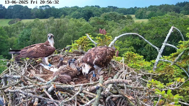 A family of ospreys is perched in their nest high in the trees. The nest is made of sticks and branches, with some green foliage around it. An adult osprey stands on the left side of the nest, while two juvenile ospreys are sitting or lying in the center, with one of them looking up. The background features a lush, green landscape with dense trees and rolling hills under a partly cloudy sky. The timestamp at the top indicates the date and time: June 13, 2025, at 20:56:32, and the weather appears clear.