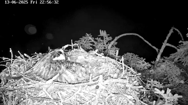 A bird sitting in a nest at night, feeding or tending to its chick. The nest is made of sticks and twigs, surrounded by small plants and branches. The timestamp on the image reads "13-06-2025 Fri 22:56:32."