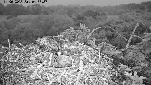 An osprey nest with a group of young birds and an adult perched on the nest, surrounded by a forest of trees. The scene is captured in black and white on a wildlife camera, with a timestamp showing June 14, 2025, at 4:56 AM.