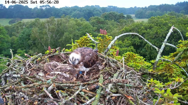A bird of prey, likely an osprey, is sitting in a large nest made of sticks and twigs. The osprey has a white head with dark eye markings, and its body is brown with white markings. One chick is lying in the nest, partially covered by the adult. The background features a lush green forest with dense trees and a slightly overcast sky. The timestamp on the image shows the date as June 14, 2025, at 5:56 AM.