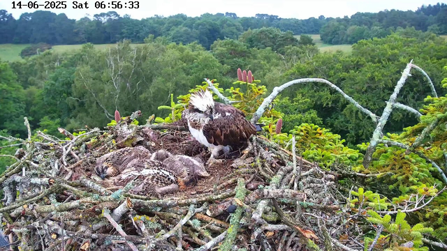 An adult osprey with a white head and dark eye stripe stands on a large nest made of sticks and branches. The nest contains several young osprey chicks with downy feathers, resting and sleeping. The background features a lush, green forest with rolling hills under a cloudy sky. The image has a timestamp in the top left corner reading "14-06-2025 Sat 06:56:33".