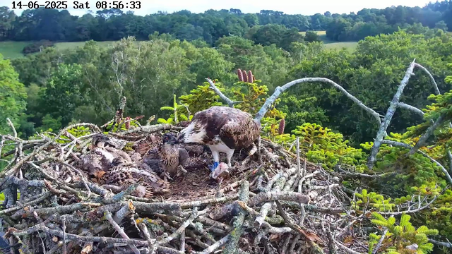 A majestic osprey with white and brown plumage is standing on a large nest made of sticks and branches, tending to its three chicks. The nest is high in a tree surrounded by lush green foliage. The scene is set in a vibrant landscape with dense forest and rolling hills in the background. The timestamp in the upper left corner indicates it is Saturday, June 14th, 2025, at 8:56 in the morning.