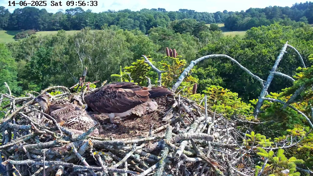 A pair of young eagles sit in a large nest made of twigs and branches, high up in a lush green forest. One eagle, more mature with darker feathers, stands over the other, which is fluffier and lighter in color. The background features dense trees and a vibrant, sunny sky. The image is timestamped June 14, 2025, at 9:56 AM.