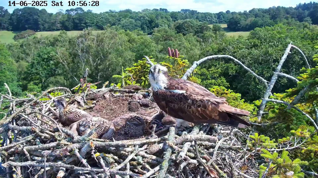 A mature bird of prey, likely an osprey, stands on the edge of a large nest made of sticks and branches. Several young chicks are nestled within the nest, partially obscured by the sticks. The background features a lush, green, forested landscape with rolling hills and dense trees under a bright, partly cloudy sky. The image is timestamped June 14, 2025, at 10:56 AM.