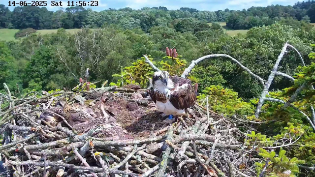 An adult osprey with brown and white plumage sits on a large nest made of sticks, high in a tree. Several osprey chicks are lying in the nest, covered in down and seemingly resting. The nest is surrounded by lush green foliage and tree branches, with a backdrop of a dense forest and a partly cloudy sky. The image is timestamped "14-06-2025 Sat 11:56:23" at the top.