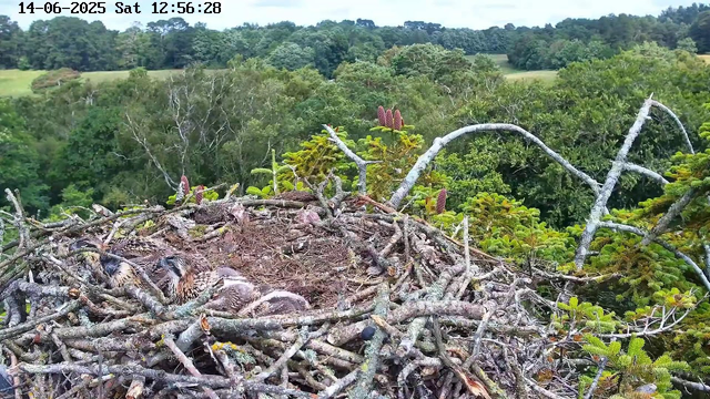 A nest made of twigs and branches is situated high in the trees among green foliage. Inside the nest, there are two young owls with brown and white feather patterns, partially hidden by the twigs. The background shows a lush, rolling landscape of trees and open fields under a partly cloudy sky. The timestamp at the top reads "14-06-2025 Sat 12:56:28."