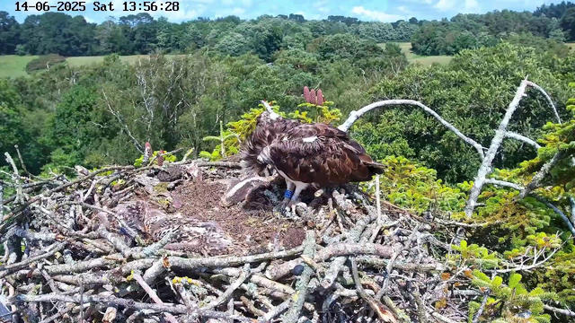A large bird, possibly an osprey, is sitting on a nest made of sticks and branches at the top of a tree. The bird has a brown and white plumage, with some yellow around its eyes, and is wearing a blue band on one leg. The nest is situated against a background of lush green trees and a hilly landscape under a clear blue sky. The image has a timestamp at the top left corner showing the date as June 14, 2025, and the time as 13:56:28.