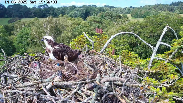 A young osprey chick is lying in a large nest made of twigs and branches, with a mature osprey standing nearby. The nest is situated high in a tree, overlooking a lush green landscape with dense woods and rolling hills. The scene is brightly lit with clear skies and the timestamp at the top indicates it was taken on June 14, 2025, at 3:56 pm.