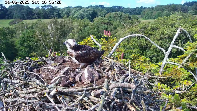 A large osprey stands alert on a nest made of twigs and branches, surrounded by lush green trees and foliage. Several osprey chicks are nestled in the nest underneath the adult bird. In the background, there are rolling hills covered with dense forest and a partly cloudy sky. The timestamp on the image reads "14-06-2025 Sat 16:56:28."