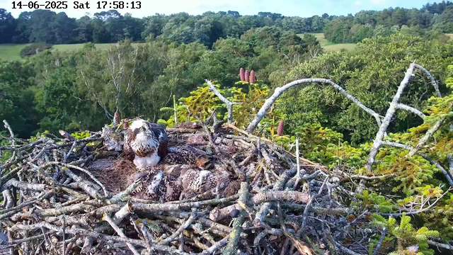 A magnified view of an osprey nest on a tree branch, with a young osprey chick lying in the nest and an adult osprey looking upward. The background shows a lush, green forested landscape with trees and rolling hills under a clear sky. The image has a timestamp at the top indicating it was captured on June 14, 2025, at 17:58:13 on a Saturday.
