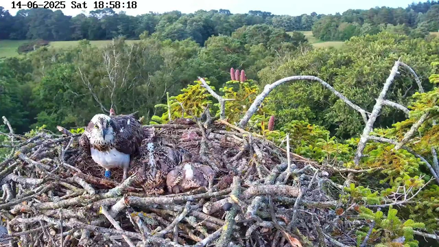 A juvenile osprey is sitting in a large nest made of sticks and branches, high in a tree. The nest is surrounded by green foliage and various small plants. The background shows a lush, green, hilly landscape with dense trees. The image is timestamped June 14, 2025, at 6:58 PM.