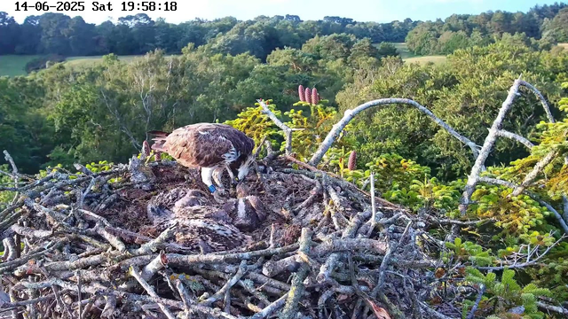 An adult osprey is standing in a large nest made of twigs and branches, tending to several young osprey chicks. The chicks are covered in downy feathers and are lying in the nest. The nest is perched high in a tree surrounded by green foliage, with a landscape of rolling hills and dense forest in the background. The image is dated June 14th, 2025, at 7:58 PM.