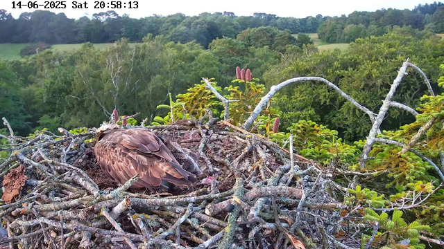 A young bird, likely an eagle chick, is resting in a large nest made of sticks and twigs. The nest is situated high in a tree, surrounded by lush green foliage and branches. The background features a dense forest with a variety of trees and rolling hills under a partly cloudy sky. The image is captured by a webcam and is timestamped "14-06-2025 Sat 20:58:13".