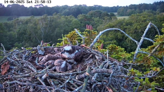 A bird of prey, likely an osprey, is sitting in a large nest made of sticks and branches at the top of a tree. The osprey is caring for its hatchlings, which are small and covered in downy feathers. The background shows a lush green forest with rolling hills under a clear sky. The timestamp on the image indicates it was taken on June 14, 2025, at 21:58:13.