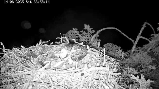 A bird, likely an osprey, is sitting on a nest made of sticks and leaves. The nest is situated among branches and foliage, with a dark night sky in the background. The scene is captured in black and white, with a timestamp and date displayed at the top of the image.
