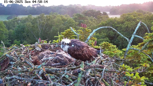 A bird of prey, likely an osprey, is perched on its nest made of sticks and moss. The nest contains several hatchlings. The osprey has a white head with a dark eye stripe, yellow eyes, and brown feathers on its body. Surrounding the nest are green pine trees and foliage, with a misty landscape in the distance. The image is timestamped June 15, 2025, at 4:58 a.m.