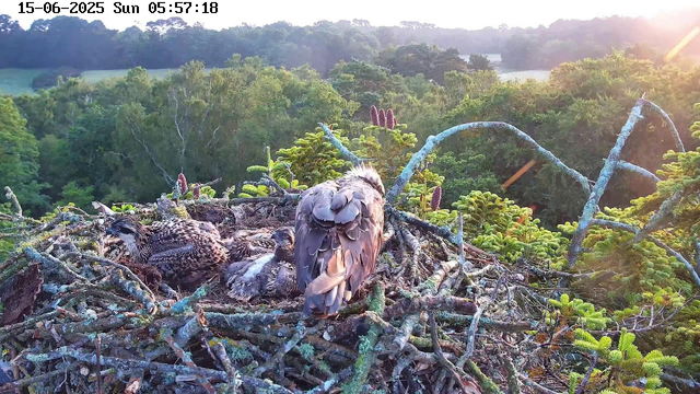 A bird's nest built on a tree branch contains three young birds and one adult bird with its back turned, overlooking the nest. The background consists of a lush green forest with trees and a distant horizon, illuminated by the soft light of early morning. The image has a timestamp at the top left corner showing "15-06-2025 Sun 05:57:18."