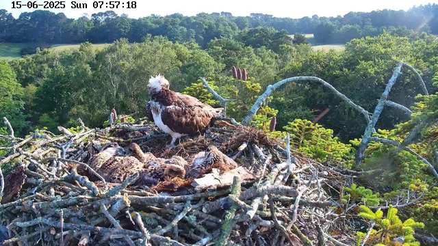 A bald eagle stands on its nest, which contains several newly hatched chicks. The nest is made of large sticks and is situated high in a tree, surrounded by green foliage and other trees in the background. The scene is bathed in sunlight, with a view of a lush landscape beyond. The image has a timestamp at the top showing the date and time as June 15, 2025, at 7:57 AM.