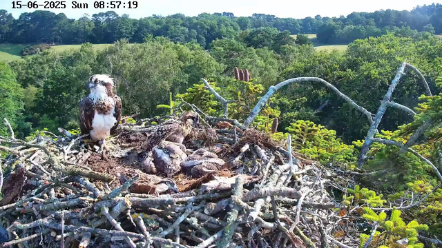 A bird of prey, possibly an osprey, stands on the edge of a large nest made of sticks and branches. Inside the nest, several fuzzy, downy chicks are nestled closely together. The background features a lush green forest with dense trees and rolling hills under a clear sky. The scene appears to be in the morning, as indicated by the timestamp.