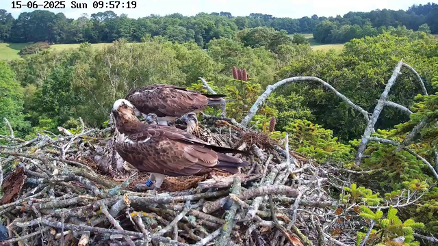 A close-up view of a large bird's nest high in the trees, with two adult ospreys and several osprey chicks. The adult birds have brown and white feathers, with one showing a distinctive white head. The nest is constructed from sticks and twigs, situated among green pine branches. The background features a lush, green, rolling landscape with trees and open fields under a clear sky. The timestamp indicates it was taken on June 15, 2025, at 9:57 AM on a Sunday.
