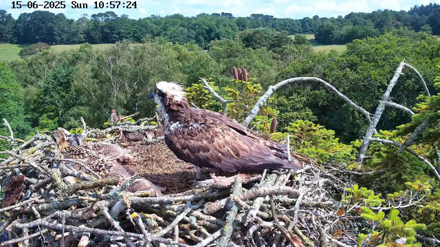 A bird of prey, likely an osprey, stands on the edge of its nest made of twigs. Inside the nest, several small chicks are visible, some resting and others looking around. The nest is situated on a tree branch amid lush green foliage, with a background of rolling green hills and a bright, partly cloudy sky. The timestamp and date, June 15, 2025, Sunday, 10:57:24, are displayed at the top of the image.