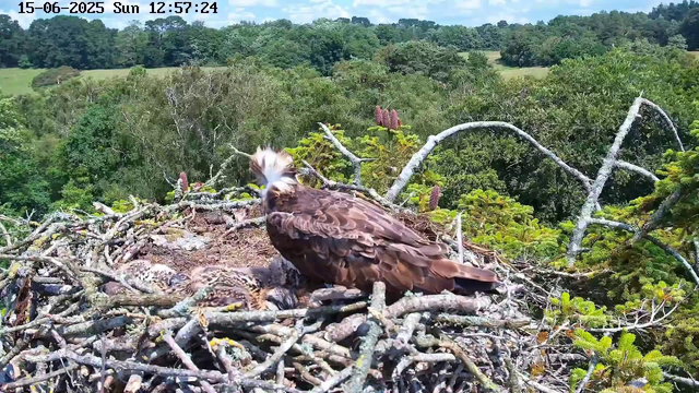 A large adult bird of prey, likely an osprey, with a distinctive white head and dark eye stripe, is sitting in a nest made of intertwined branches on a tall tree. The adult appears to be watching over two smaller, speckled chicks that are lying in the nest. The background features a lush green landscape with dense trees and rolling hills under a clear sky with some clouds. The timestamp on the image indicates it was taken on June 15, 2025, at 12:57 PM.