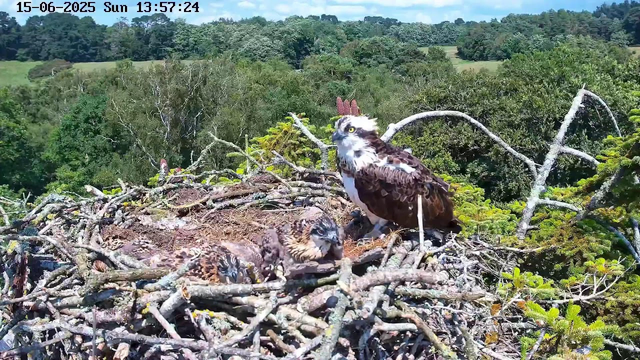 A family of ospreys is sitting on a large nest made of sticks and twigs, high in a tree. The adult osprey has a white head with a dark eye stripe, dark brown wings and back, and yellow eyes. The nest contains three young chicks with brown and white feathers, some with black streaks. The background features a lush green forest with rolling hills and a partly cloudy sky. The image is timestamped "15-06-2025 Sun 13:57:24" at the top.
