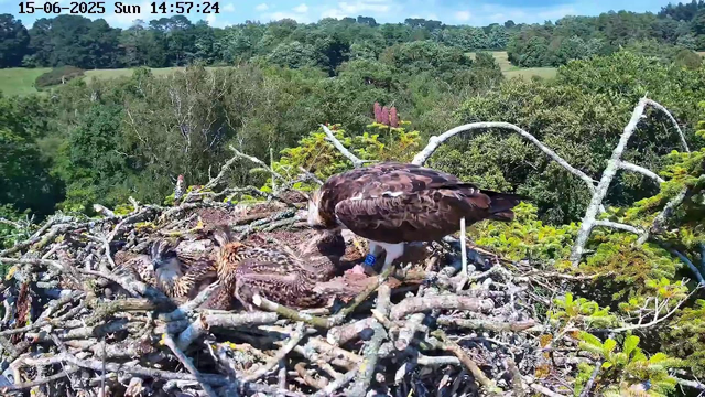 An adult bird of prey, likely an eagle, is standing on the edge of its nest, tending to two chicklings inside the nest. The nest is made of intertwined twigs and branches, situated high in a tree with lush green foliage in the background. The scene is set outdoors under a partly cloudy sky, with a scenic landscape of distant trees and fields. The timestamp in the upper left corner indicates the date as June 15, 2025, and the time as 14:57:24 on a Sunday.