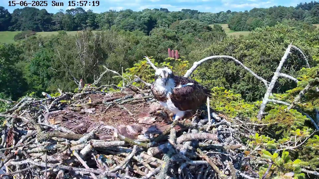 A young osprey chick is lying in its nest made of sticks and branches. An adult osprey with brown and white feathers is standing nearby, looking directly at the camera. The nest is situated high among green trees, with a lush forest and rolling hills in the background. The sky is clear and blue, and the timestamp in the top left corner indicates the date and time as June 15, 2025 at 3:57 PM.