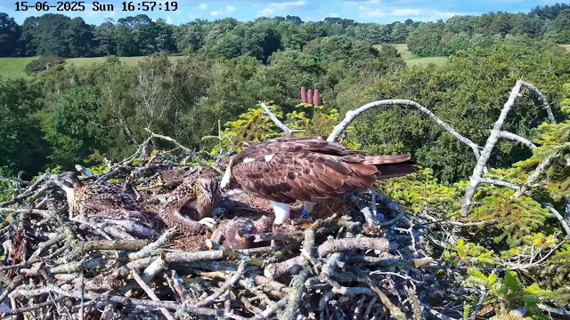 An adult bird of prey, likely an osprey, stands on a large nest made of sticks and twigs. The nest contains three young osprey chicks and one small chick. The adult looks down at the chicks, which are nestled close together. The background features lush green trees and a clear blue sky, indicating a bright, sunny day. The top of the image displays the date "15-06-2025" and the time "16:57:19".