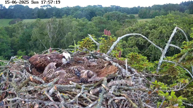 A bird of prey, likely an osprey, is sitting on a large nest made of sticks and twigs, tending to three chicks. The background features lush green trees and foliage, with a dense forest visible in the distance. The image is timestamped June 15, 2025, at 5:57 PM.