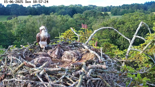 An adult hawk is perched on the edge of a large nest made of twigs, with several young hawks, or chicks, lying in the nest. The background shows a lush green landscape with trees and rolling hills under a clear sky. The image is timestamped June 15, 2025, at 6:57 PM.