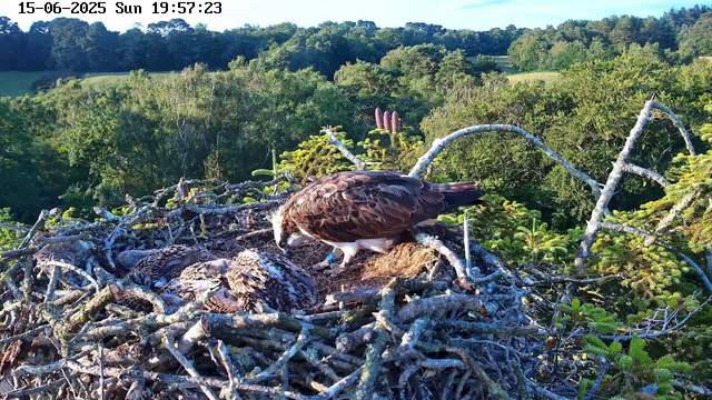 An adult bird of prey, likely an osprey, is perched on the edge of a large nest made of sticks and branches, tending to two chicks inside the nest. The nest is situated high in a tree, overlooking a lush green forest with dense foliage and rolling hills in the background. The scene is bathed in warm sunlight, with a clear sky above. The image is timestamped June 15, 2025, at 19:57:23.