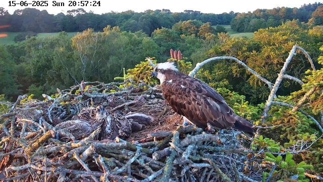 An adult osprey stands on the edge of its nest, which is constructed of twigs and branches, with two young chicks resting below. The chicks are covered in downy feathers and are nestled among the branches. The background features a lush green forest and a sunset sky, with warm light illuminating the scene. The date and time displayed at the top left corner are June 15, 2025, at 8:57:24 PM.