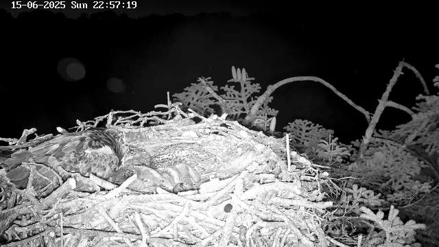 A black and white image of a bird's nest built among tree branches at night. Inside the nest, two birds are resting closely together, their feathers visible. The background is dark, with some branches and foliage faintly visible. The timestamp at the top shows the date and time as 15-06-2025, Sunday at 22:57:19.