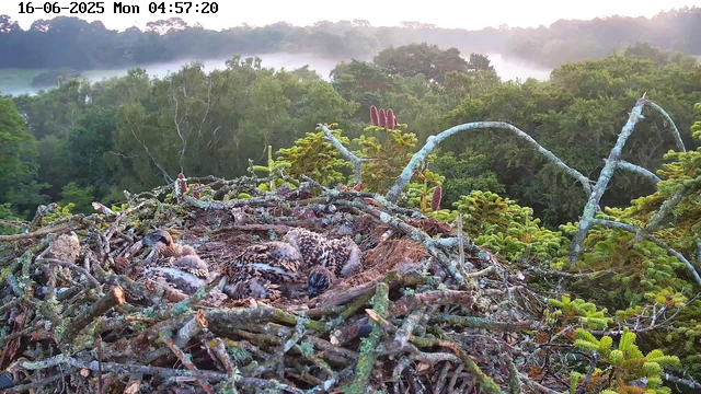 A bird's nest built among the branches of a tall tree, with several baby birds (hatchlings) nestled inside, covered in down feathers. The nest is constructed from twigs, moss, and other natural materials. In the background, there is a lush green forest with dense foliage, and a light mist or fog can be seen lingering over the treetops. The sky is bright but slightly hazy, suggesting early morning. The timestamp at the top indicates the date and time as June 16, 2025, at 4:57 AM, which is early morning.