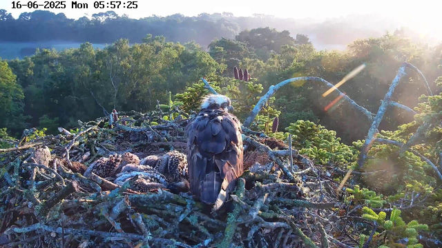 A bird of prey, possibly a hawk or an eagle, is perched on a large nest made of sticks and branches atop a tree. The nest contains several young birds with speckled feathers. The scene is illuminated by sunlight, with a backdrop of dense green forest and a hazy sky. The timestamp in the top left corner reads "16-06-2025 Mon 05:57:25."