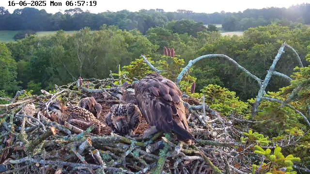 A family of hawks is perched in their nest high in a tree, with the adult hawk facing away from the camera and three chicks huddled together, some resting and others looking around. The nest is made of twigs and branches, surrounded by lush green trees and foliage. The background shows a landscape of dense forest with rolling hills and a partly cloudy sky. The timestamp indicates it is early morning.