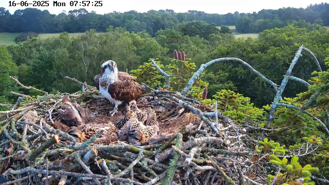 An adult osprey stands on the edge of a large nest made of sticks, with several hatchlings nestled beneath. The nest is high in a tree, surrounded by lush green foliage and distant rolling hills. The osprey gazes outward, overlooking its environment, and the scene is captured during early morning with the timestamp showing 07:57:25 on June 16, 2025.