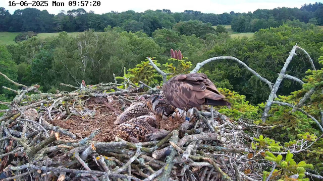 A nest built of twigs and branches situated high in a tree, with a backdrop of lush green trees and rolling hills. Inside the nest, an adult bird with brown feathers is attending to three young birds with speckled feathers. The scene is captured by a webcam, with a timestamp indicating it was taken on June 16, 2025, at 9:57 a.m.