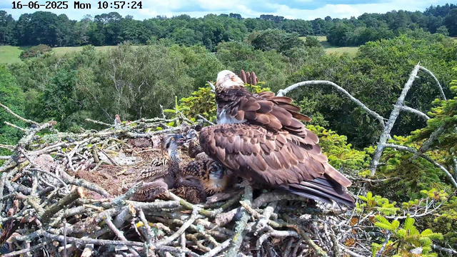 An adult osprey is sitting on a nest made of sticks and branches, watching over several hatchlings. The nest is situated high in a tree with a lush green forest and rolling hills visible in the background. The image is timestamped June 16, 2025, at 10:57 AM.